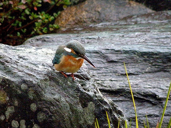 里山ロッジもっく