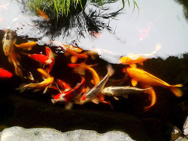 里山ロッジもっく